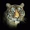 Tiger62