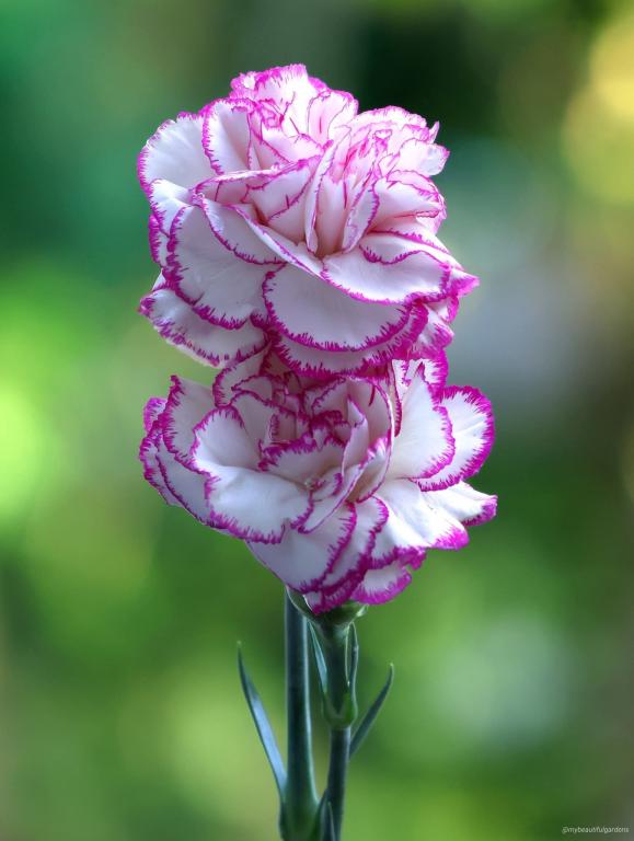 Click image for larger version  Name:	IMG_0235.jpg Views:	0 Size:	43.9 KB ID:	395733