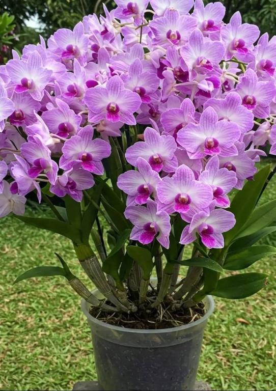 Click image for larger version  Name:	IMG_0243.jpg Views:	0 Size:	87.9 KB ID:	395734